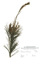 藏品(臺灣華山松)的圖片